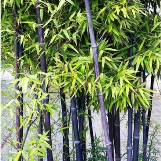 50 Black Bamboo Bonsai Garden Home Decoration Cold Resistance Bamboo Seeds | www.seedsplantworld.com