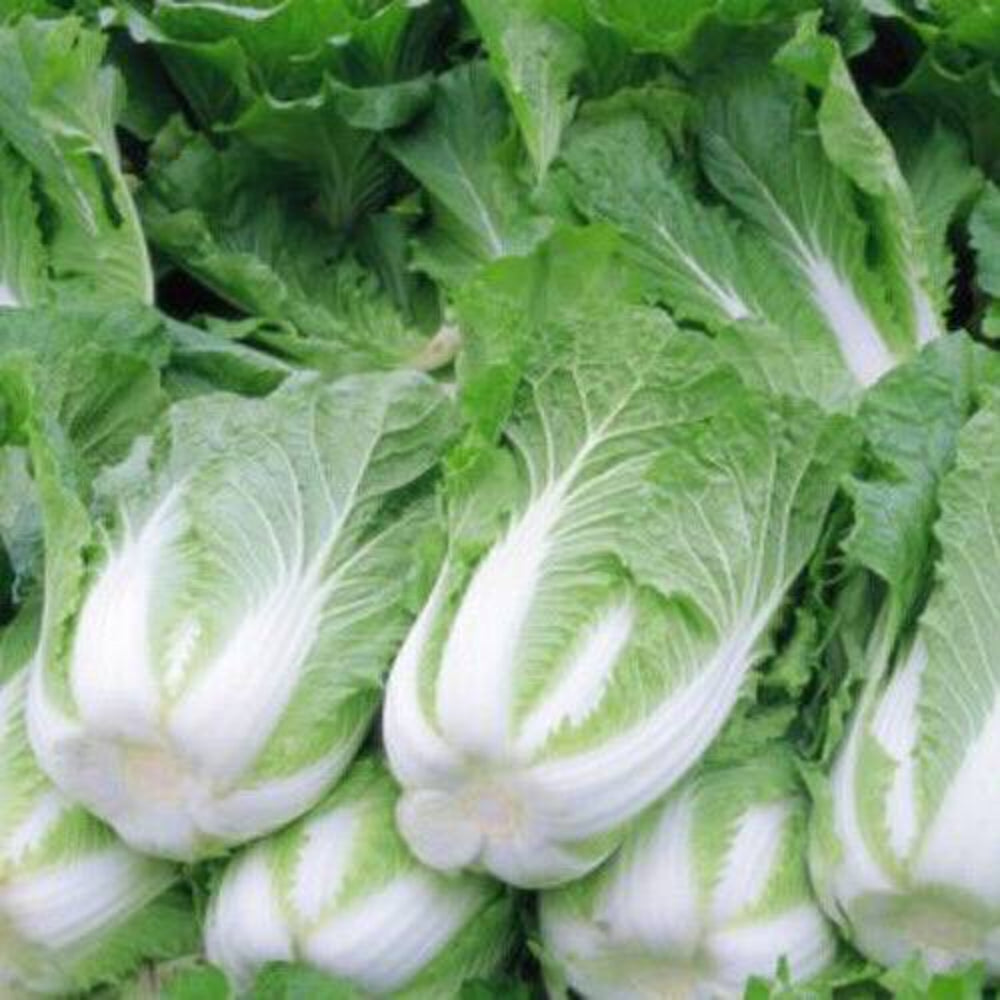 200 Chinese Cabbage Michihili Heading Cabbage (Brassica Rapa) Bok Choy Vegetable Seeds | www.seedsplantworld.com