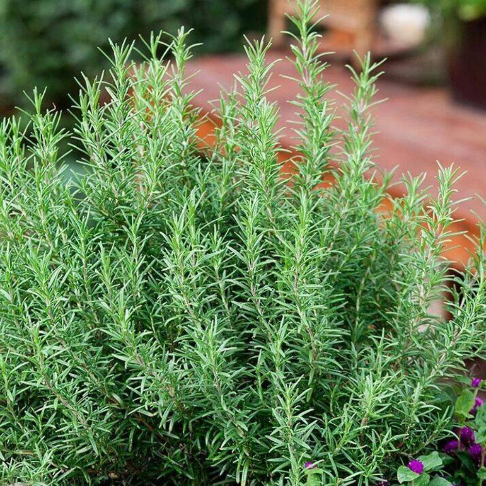 50 Rosemary Evergreen Shrub Culinary Perennial Garden Container Herb Seeds | www.seedsplantworld.com