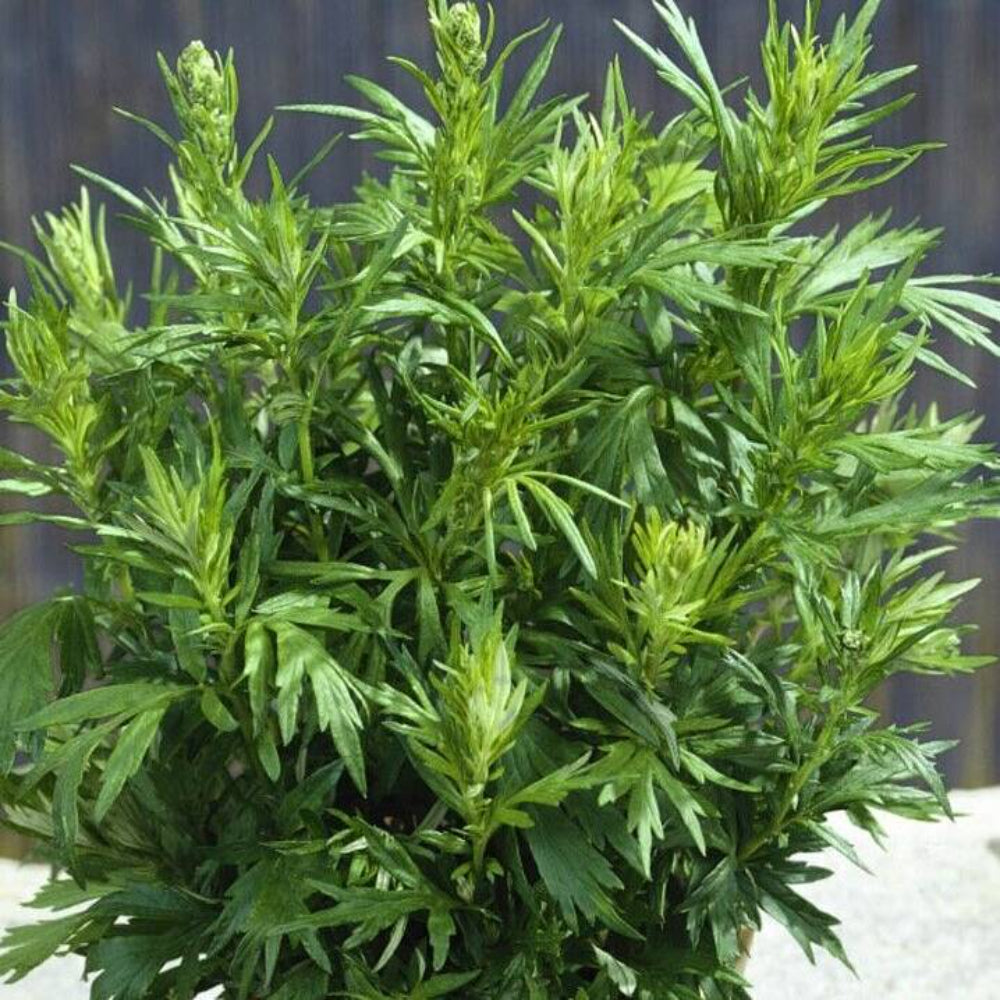 500 Mugwort (Artemisia Vulgaris) Medicinal Culinary Perennial Herb Seeds | www.seedsplantworld.com