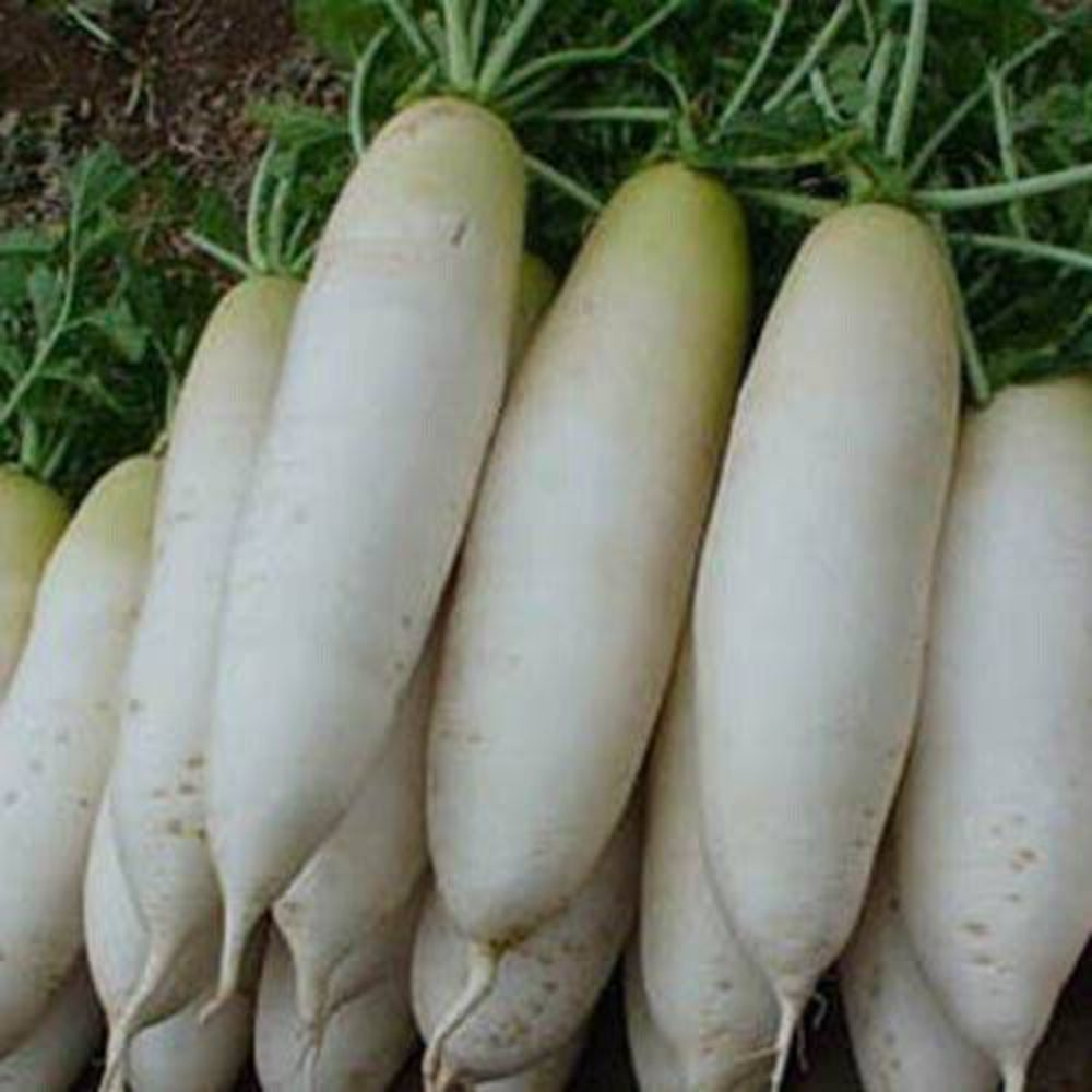 200 Radish White Icicle Radish Non GMO Garden Vegetable Seeds | www.seedsplantworld.com