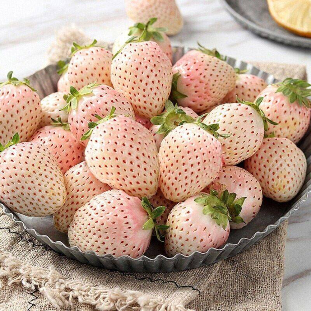 100 White Strawberry Fruit Seeds | www.seedsplantworld.com