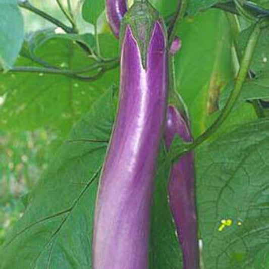 50 Chinese Eggplants Vegetable Seeds | www.seedsplantworld.com