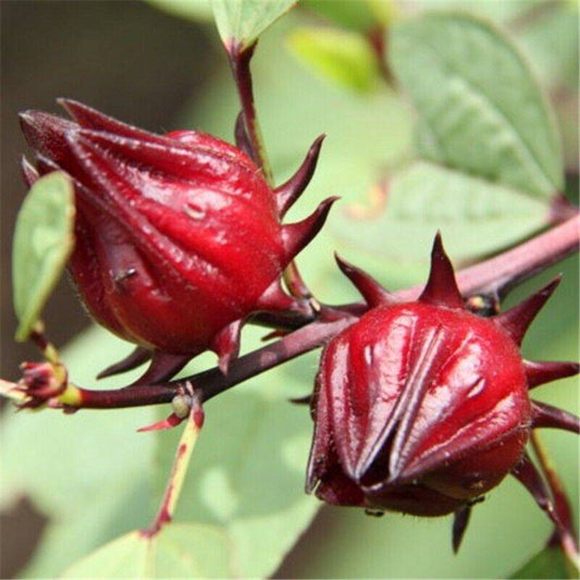 15 Roselle Asian Sour Leaf Red Sorrell Florida Cranberry Jamaican Tea Herb Seeds | www.seedsplantworld.com