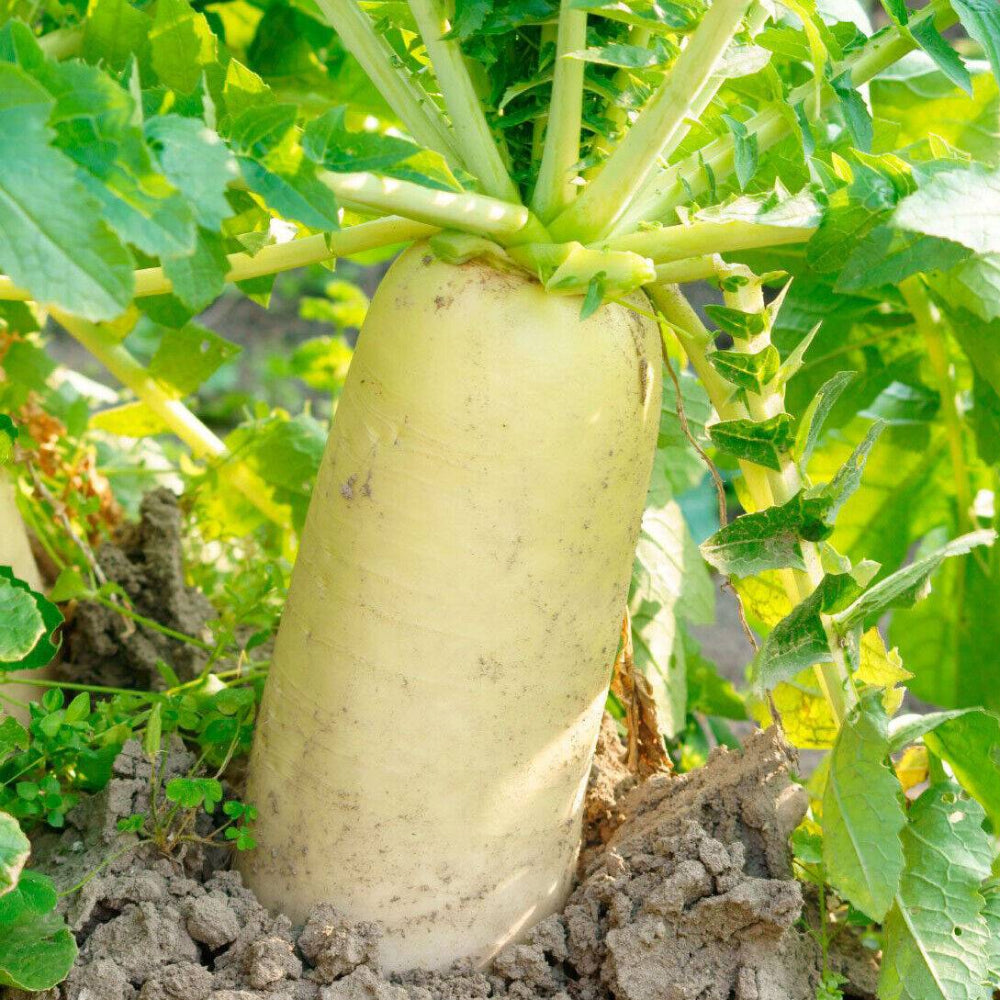 200 Daikon Radish Japanese Minowase Radish Chinese White radish Luo Bo Vegetable Seeds | www.seedsplantworld.com