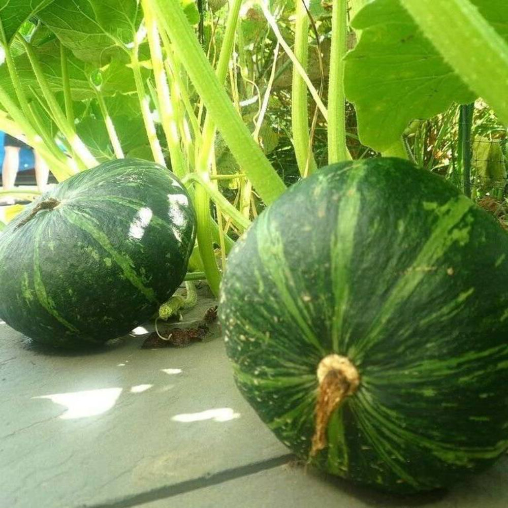 10 Kabocha Chestnut Squash Pumpkin Vegetable Seeds | www.seedsplantworld.com