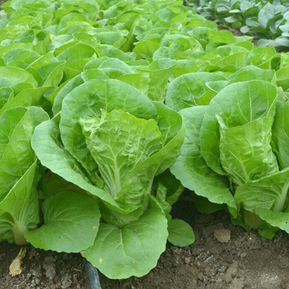 500 Chinese Cabbage Pak Choi Kuai Cai Vegetable Seeds | www.seedsplantworld.com