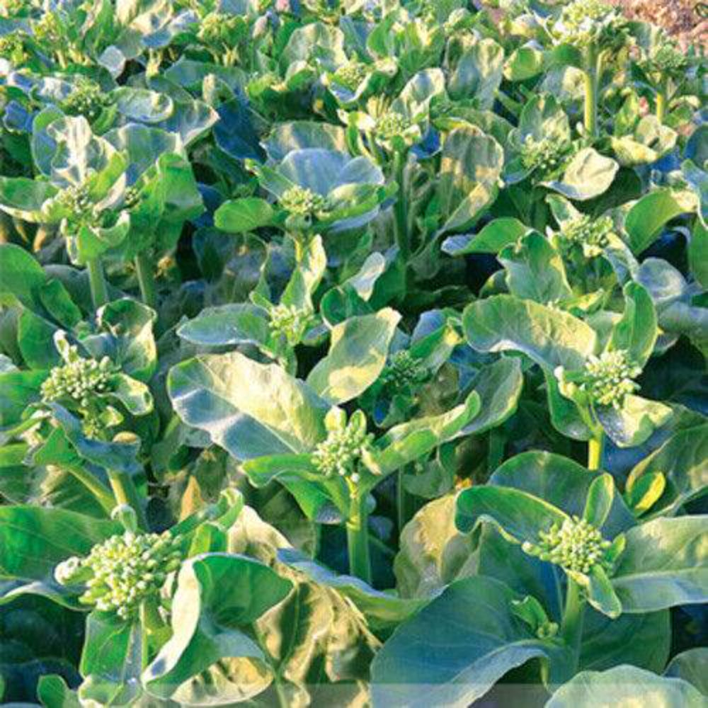 100 Chinese Kale Kailaan Chinese Broccoli Gai Lan Choi Vegetable Seeds | www.seedsplantworld.com