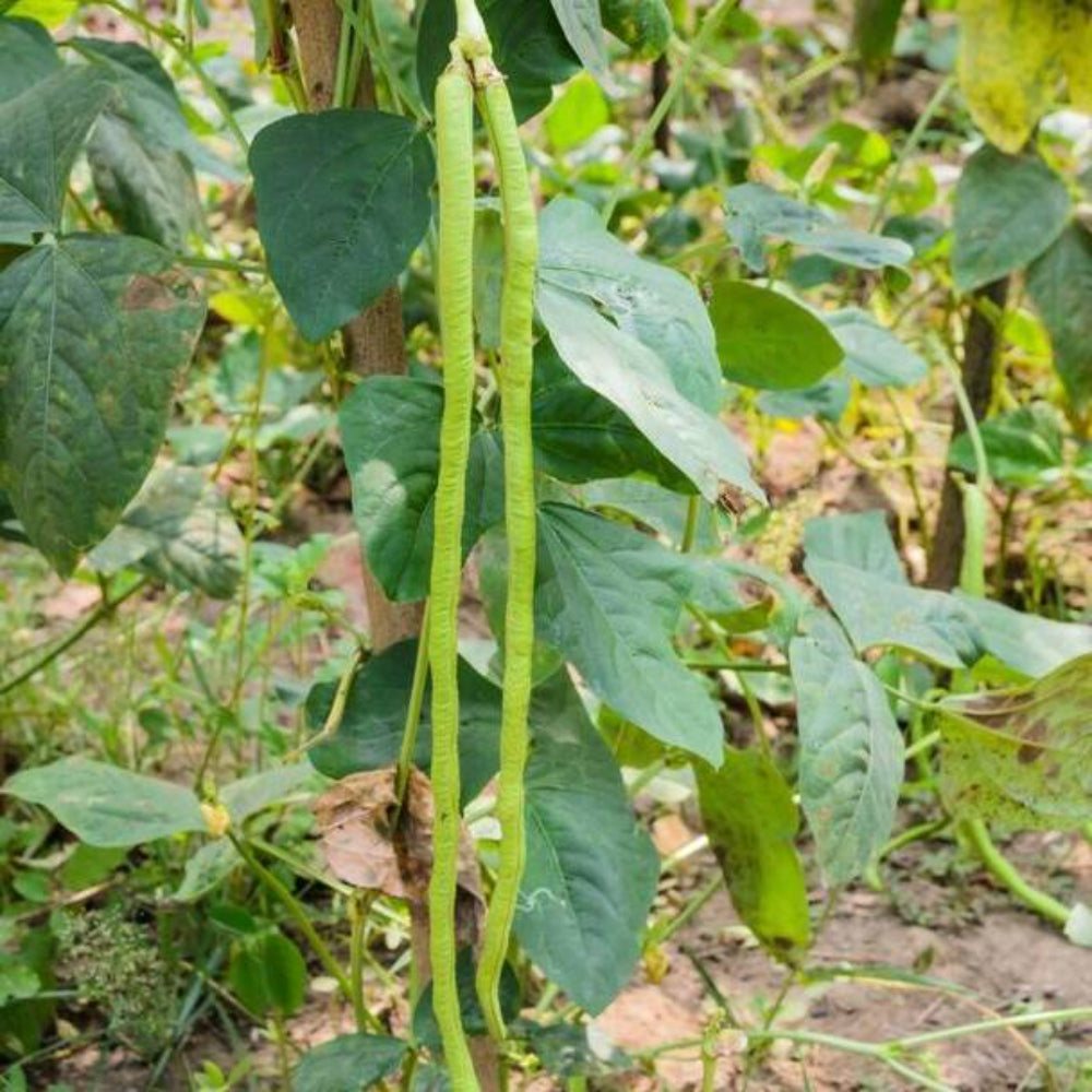 15 Yard Long Bean Seeds | www.seedsplantworld.com