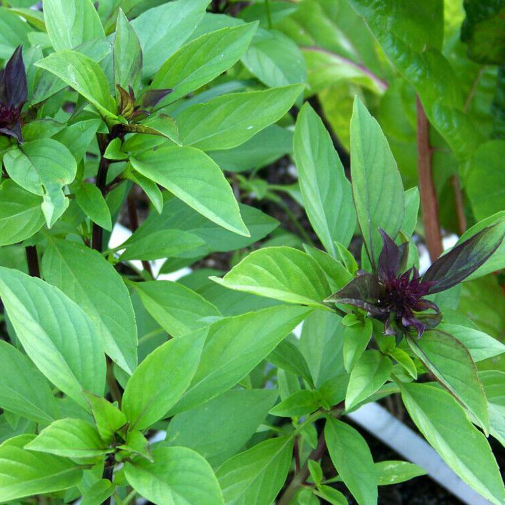 100 Thai Basil Herb Seeds | www.seedsplantworld.com