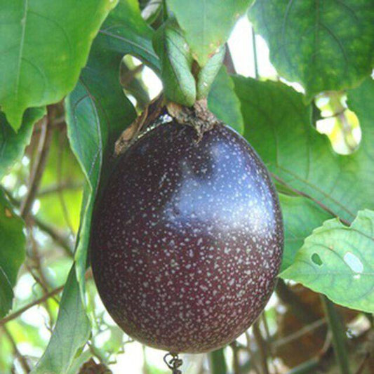 15 Purple Passion Fruit Seeds | www.seedsplantworld.com