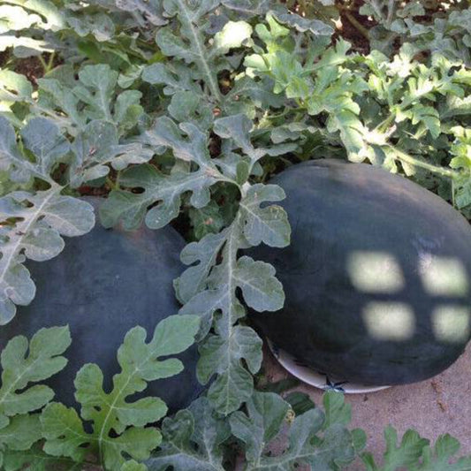 20 Black Diamond Watermelon Fruit Seeds | www.seedsplantworld.com