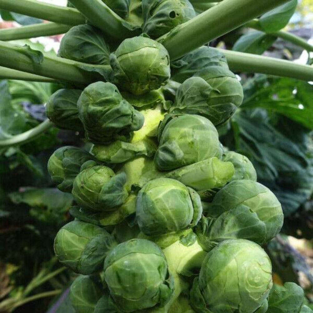 300 Brussel Sprouts Vegetable Seeds | www.seedsplantworld.com