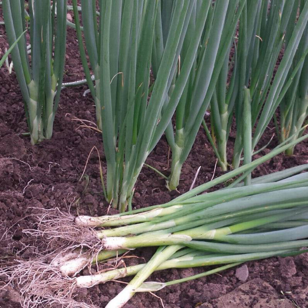 200 Green Onion Vegetable Seeds | www.seedsplantworld.com