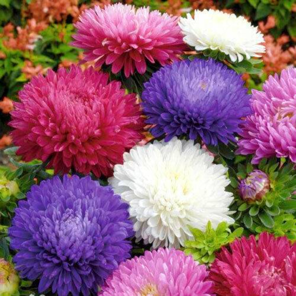 500 Powder Puff China Aster Flower Seeds | www.seedsplantworld.com