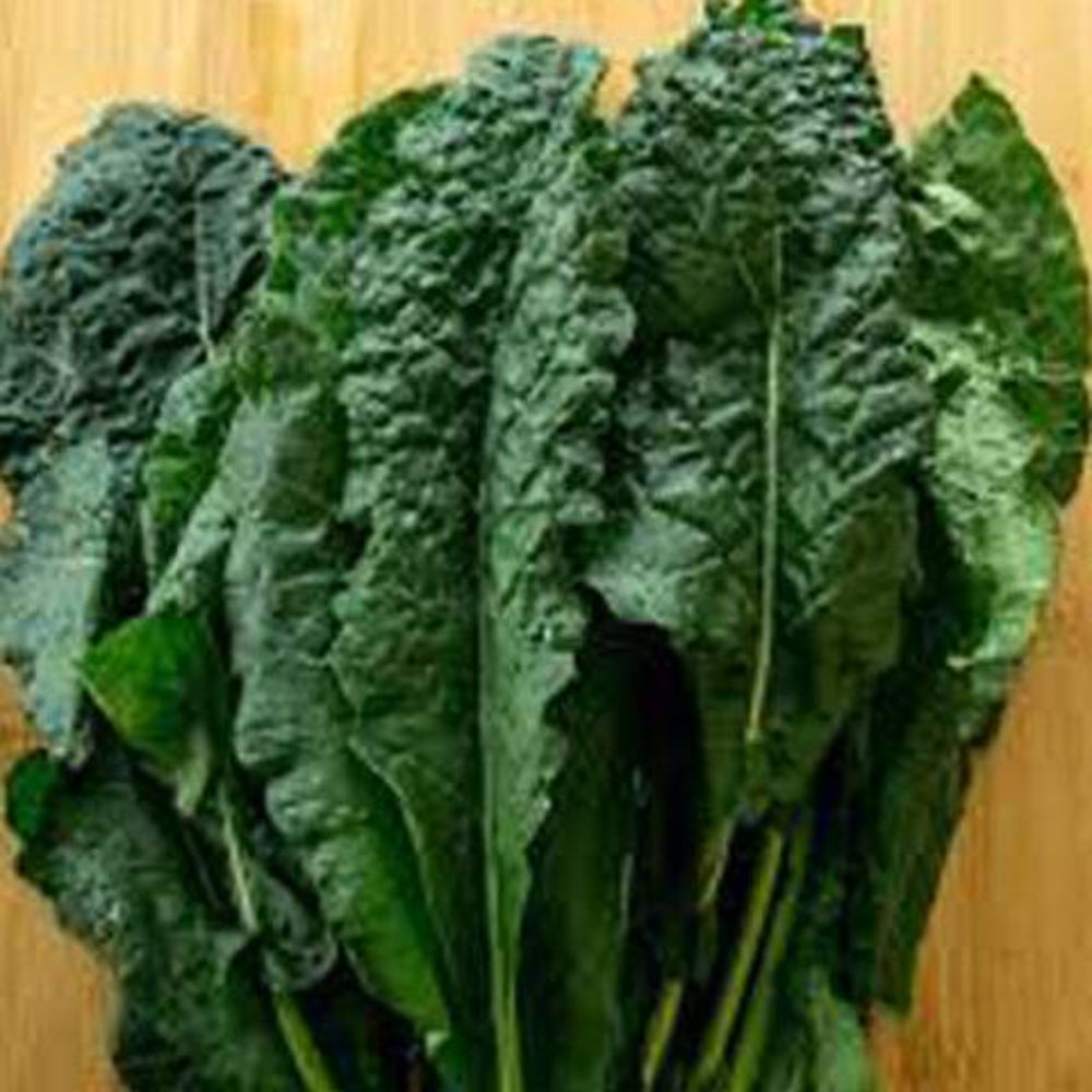 200 Lacinato Kale Vegetable Seeds | www.seedsplantworld.com