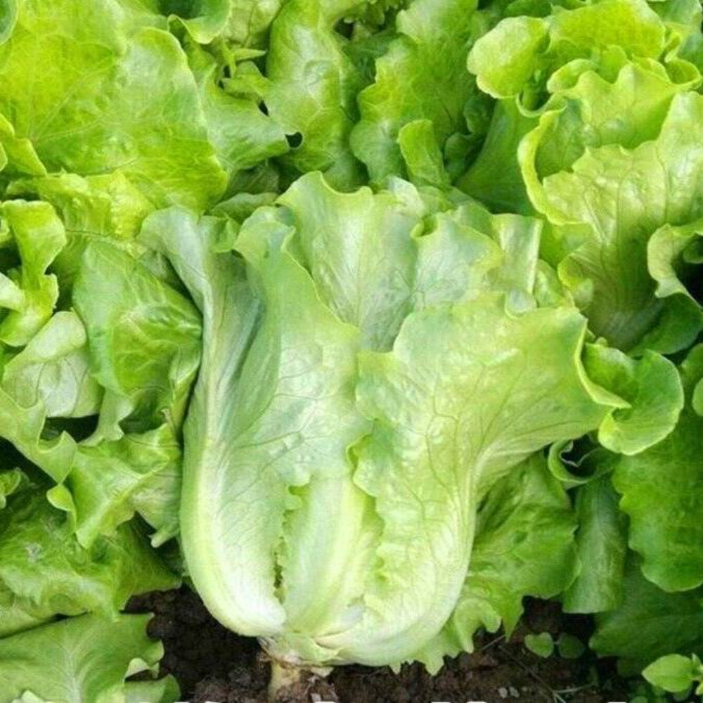 1000 All Season Romaine Lettuce Vegetable Seeds | www.seedsplantworld.com