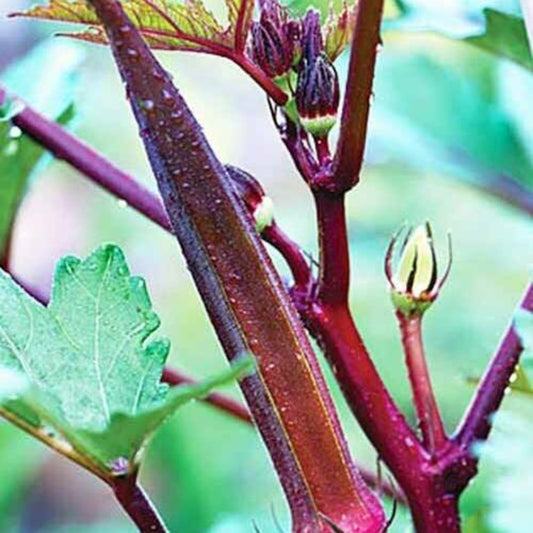 50 Red Burgundy Okra Vegetable Seeds | www.seedsplantworld.com