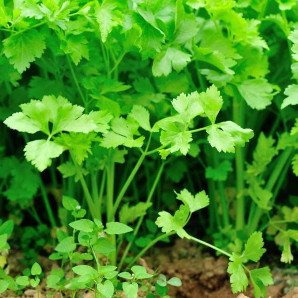 100 Chinese Celery Vegetable Seeds | www.seedsplantworld.com