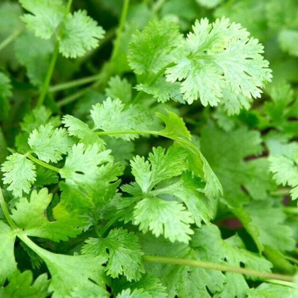 100 Cilantro/Coriander Leaves Chinese Parsley Mexican Parsley Vegetable Seeds | www.seedsplantworld.com