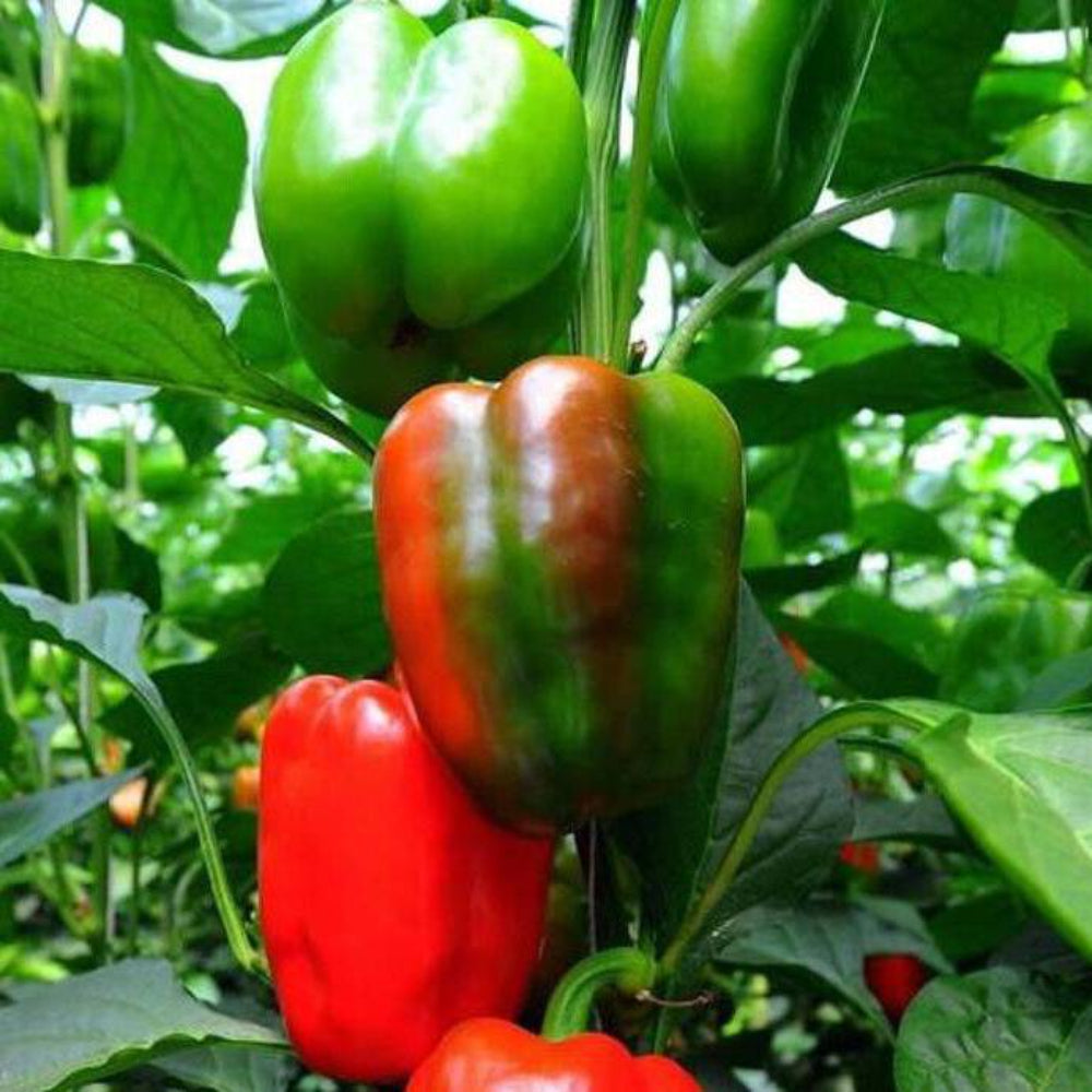 50 California Wonder Bell Sweet Pepper Vegetable Seeds | www.seedsplantworld.com