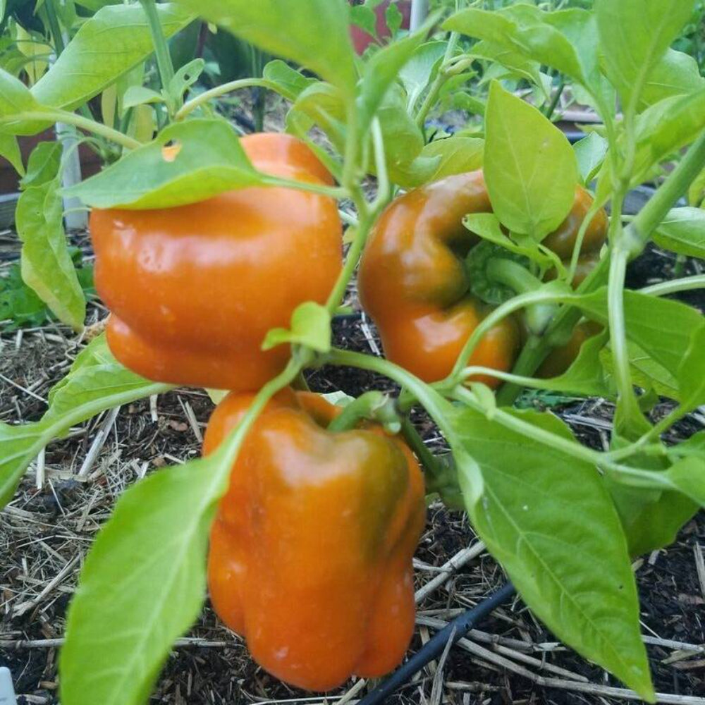 30 Organic Orange Sun Sweet Bell Pepper Vegetable Seeds | www.seedsplantworld.com