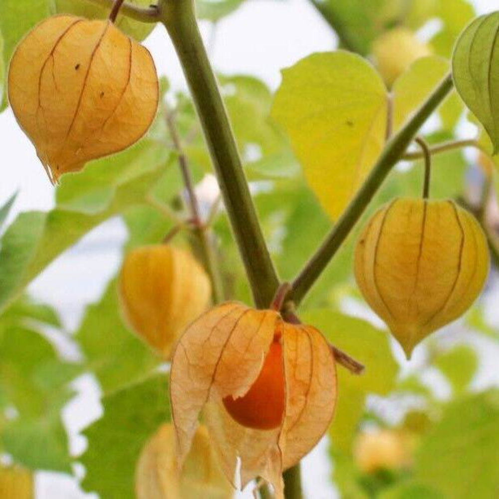 100 Tomatillo Fruit Seeds | www.seedsplantworld.com