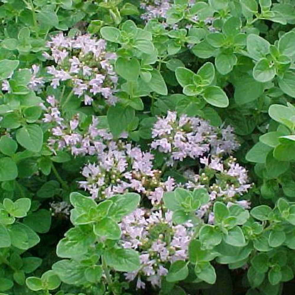 500 Italian Oregano Herb Seeds | www.seedsplantworld.com