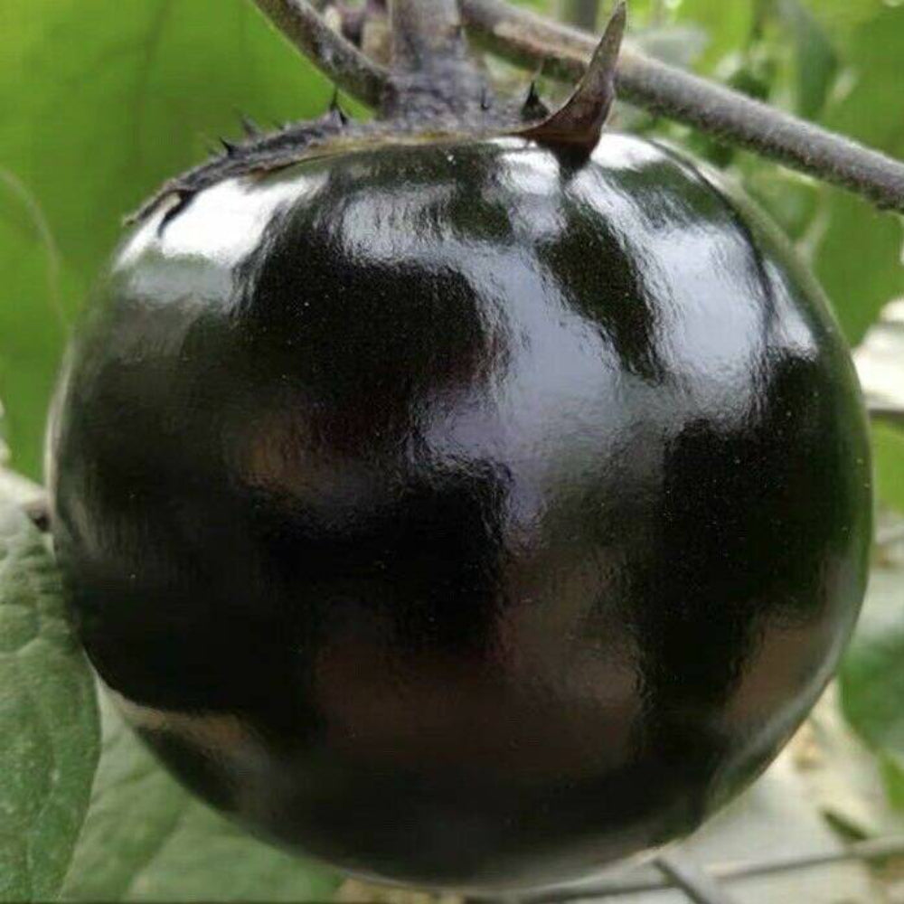 30 Round Black Eggplant Vegetable Seeds | www.seedsplantworld.com