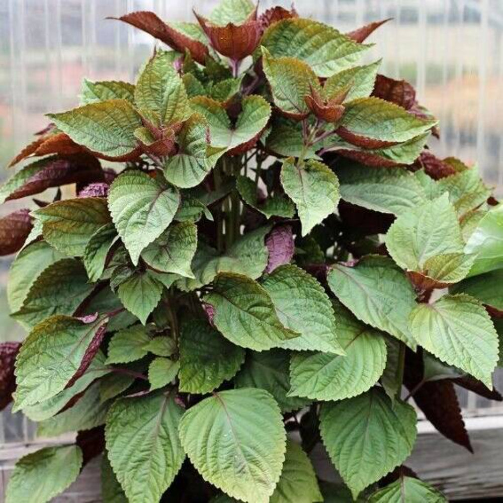 100 Purple Shiso Herb Seeds | www.seedsplantworld.com