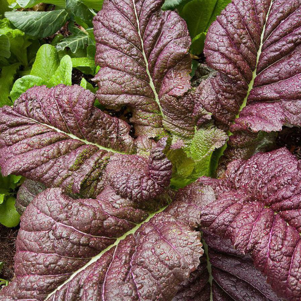 300 Red Giant Mustard Vegetable Seeds | www.seedsplantworld.com