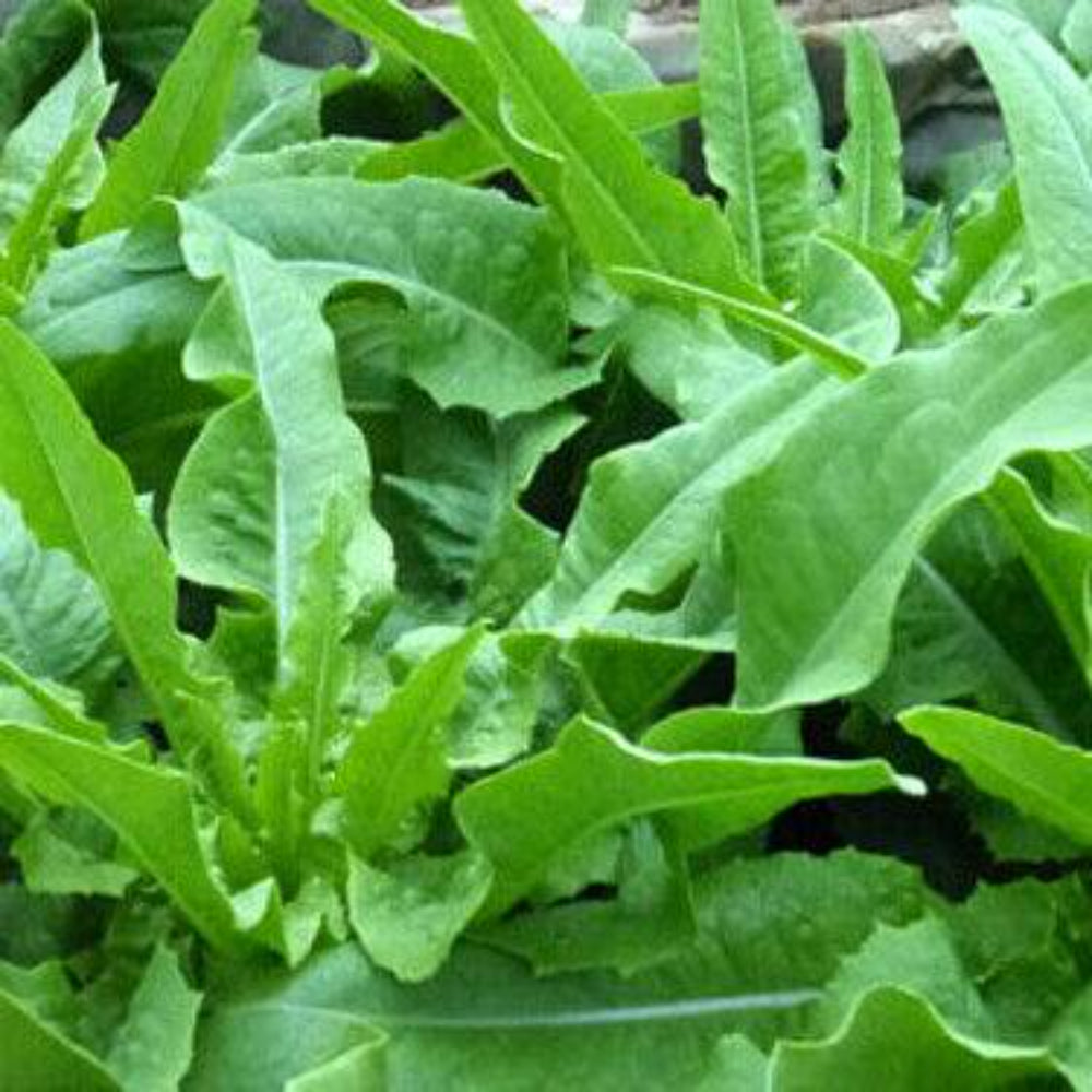 200 Chinese Leaf Lettuce Sword Pointed Lettuce A Choy Yu Mai Tsai Vegetable Seeds | www.seedsplantworld.com