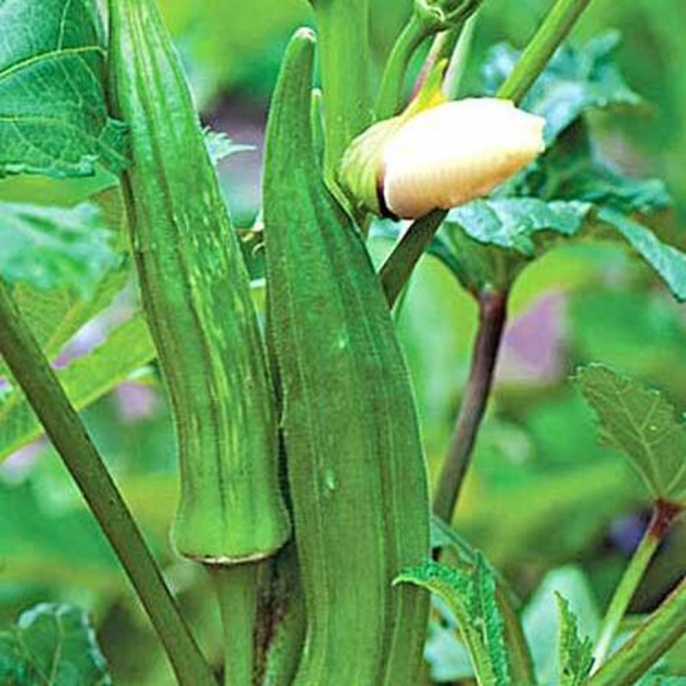 50 Okra Vegetable Seeds | www.seedsplantworld.com