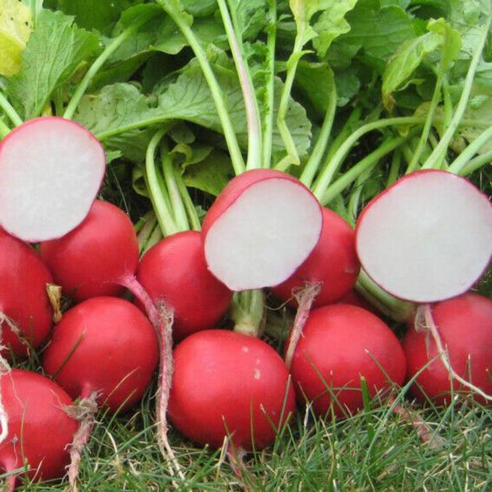 300 Radish Cherry Belle Radish (Raphanus Sativus) Non-GMO Vegetable Seeds | www.seedsplantworld.com