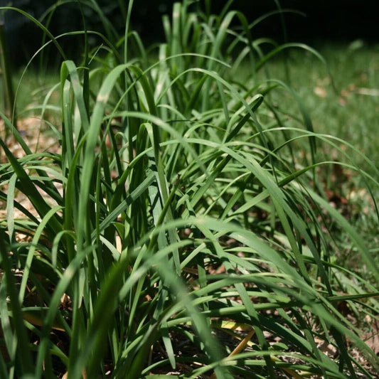 250 Garlic Chives Herb Seeds | www.seedsplantworld.com