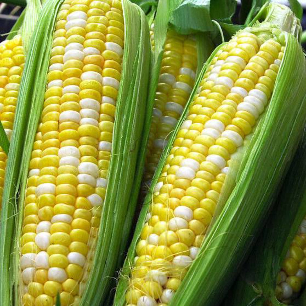 15 Sweet Corn Vegetable Seeds | www.seedsplantworld.com