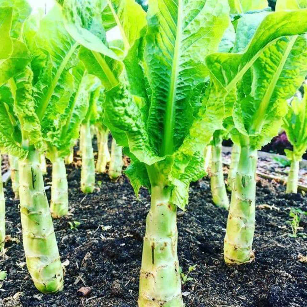 50 Chinese Lettuce Stem Asparagus Celttuce Celery Luttuce Woju Wosum Vegetable Seeds | www.seedsplantworld.com