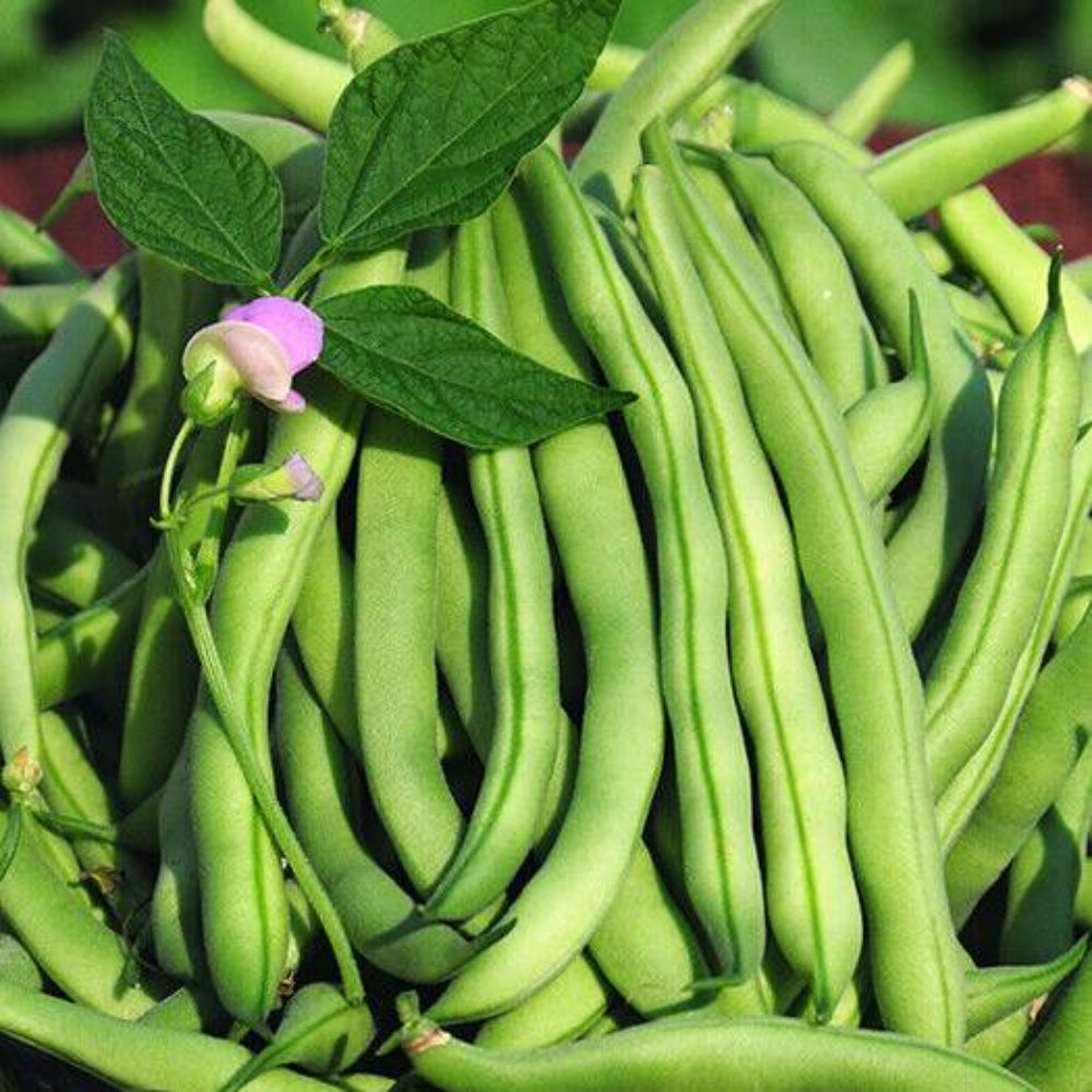 15 Tendergreen Improved Green Bush Bean Vegetable Seeds | www.seedsplantworld.com