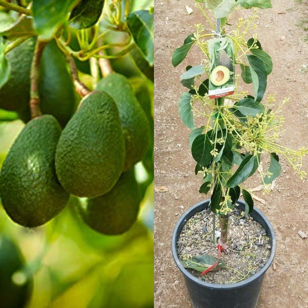 Avocado Hass Grafted Plants Fruit Tree | www.seedsplantworld.com