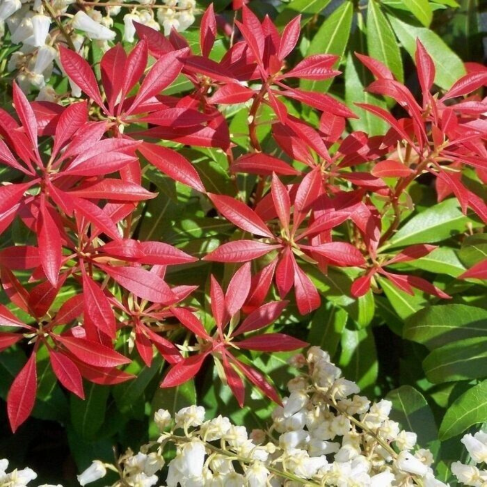 Japanese Pieris (Mountain Fir) Flower Live Plant | www.seedsplantworld.com