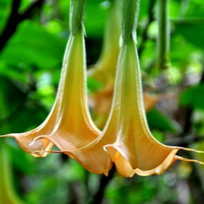 Golden Angel Trumpet Flower Live Plant | www.seedsplantworld.com