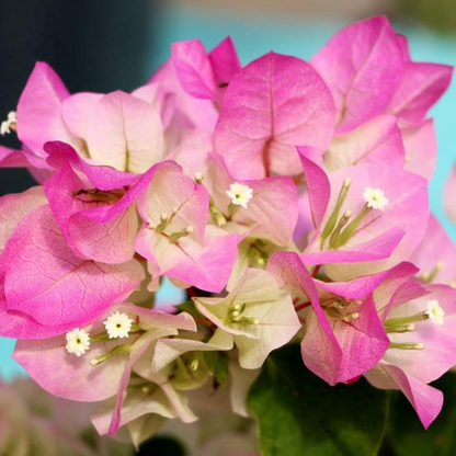 Bougainvillea Flower  Live Plant - Pink And White (Imperial Thai Delight) | www.seedsplantworld.com