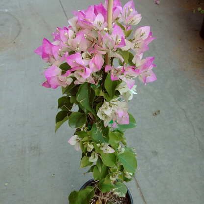 Bougainvillea Flower  Live Plant - Pink And White (Imperial Thai Delight)