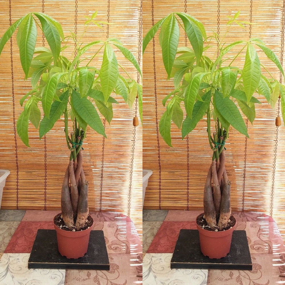 Money Tree / Feng Shui Plant / Good Luck Tree + FREE 1 Plant Food | www.seedsplantworld.com