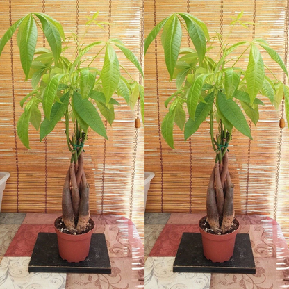 Money Tree / Feng Shui Plant / Good Luck Tree + FREE 1 Plant Food | www.seedsplantworld.com