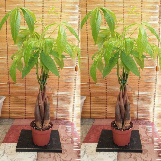 Money Tree / Feng Shui Plant / Good Luck Tree + FREE 1 Plant Food | www.seedsplantworld.com