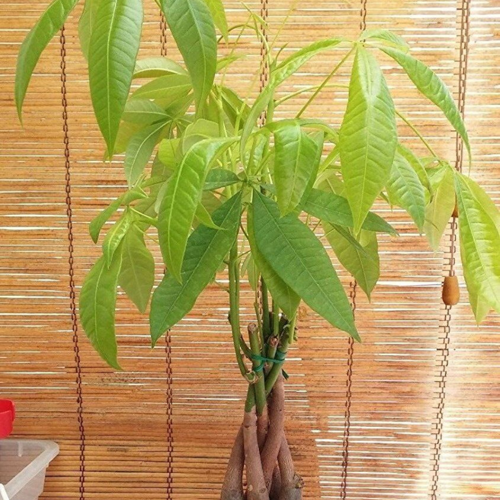 Money Tree / Feng Shui Plant / Good Luck Tree + FREE 1 Plant Food