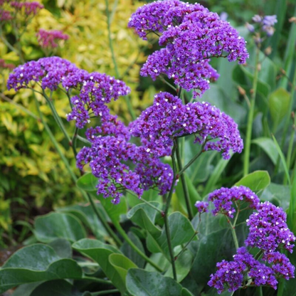 Sea Lavender Flower Live Plant | www.seedsplantworld.com