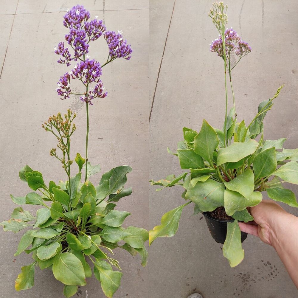 Sea Lavender Flower Live Plant