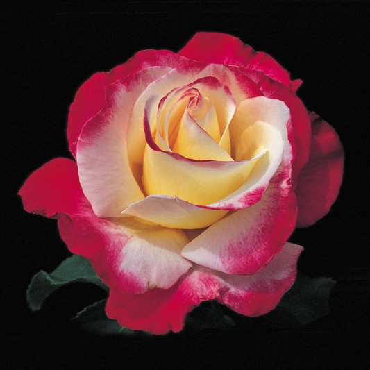 Double Delight Hybrid Tea Rose Flower Live Plant | www.seedsplantworld.com